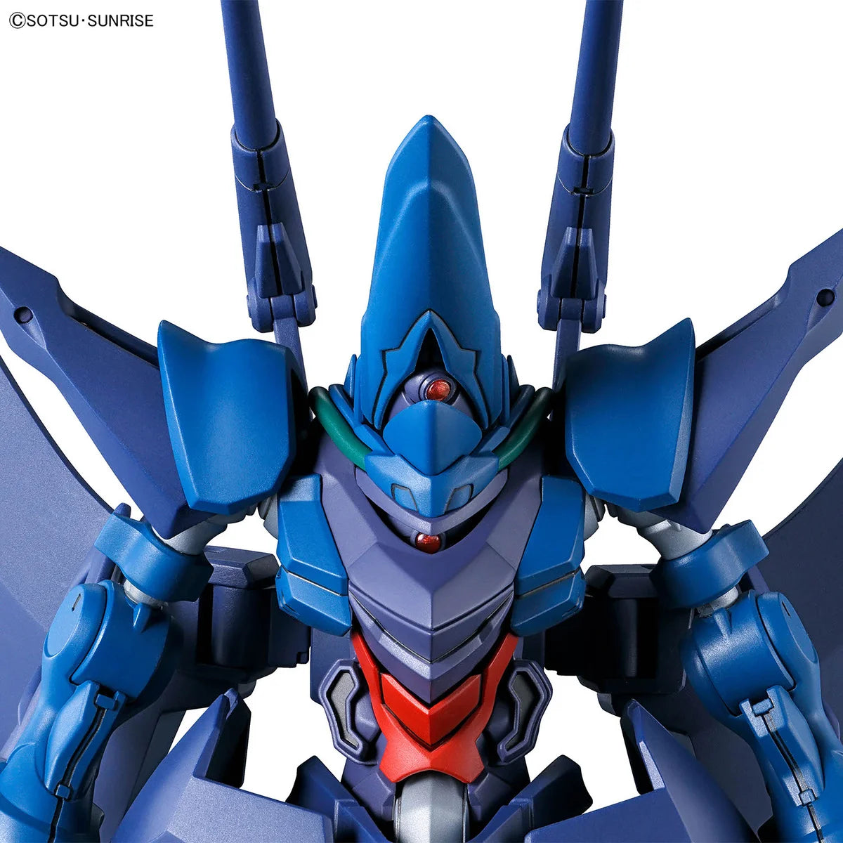 HG Hambrabi (GQ) - Zoom sur la tête